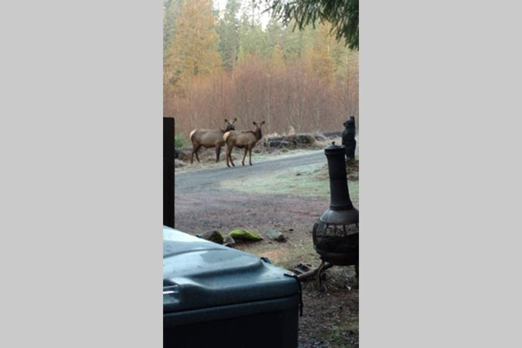Hall Creek Cabin Packwood Buitenkant foto